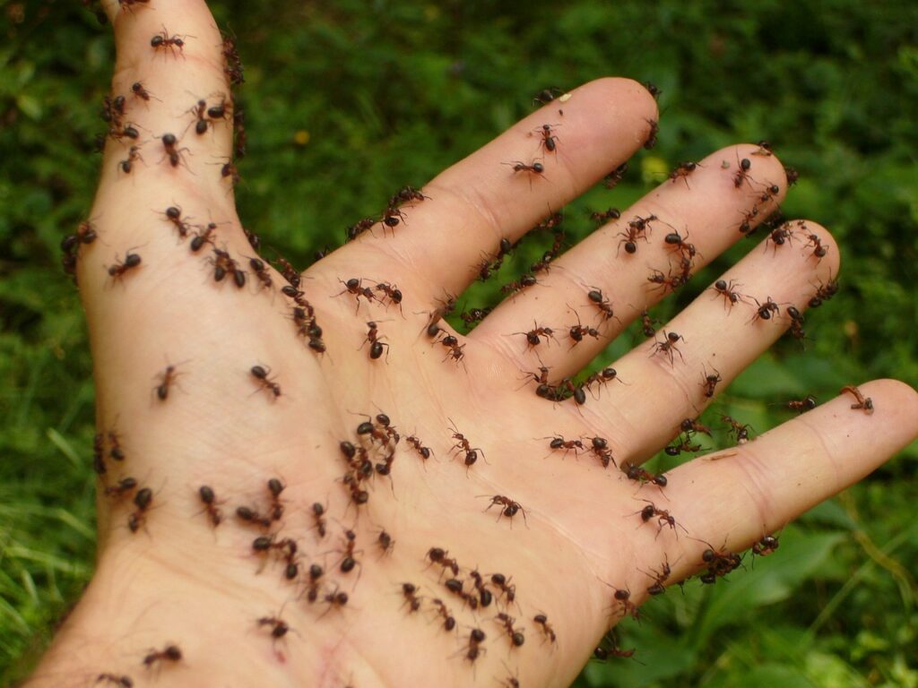Ant control Perth