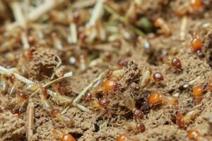 termite inspection Perth
