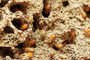 termite treatment Perth