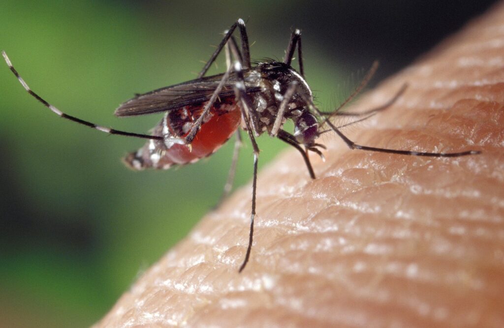 Mosquito control Perth