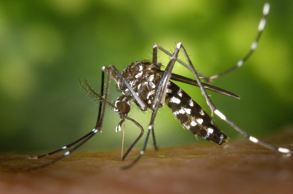 Mosquito control Perth