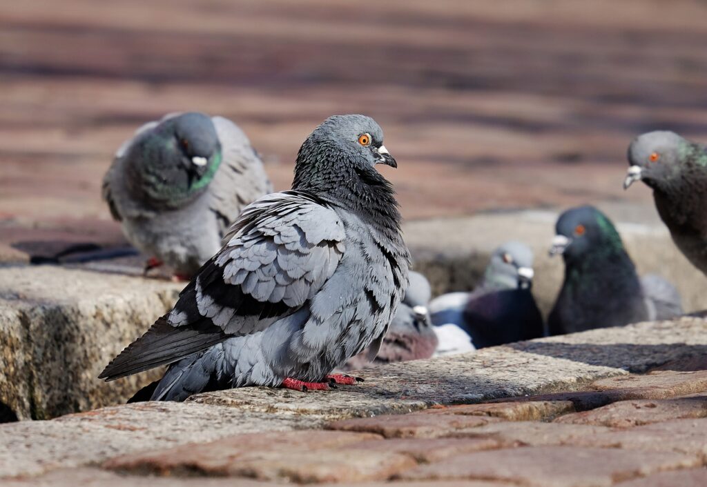 Bird Control Perth