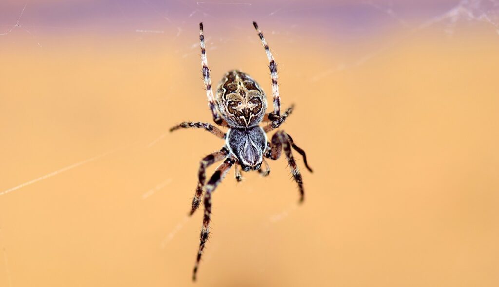 Spider Control Perth