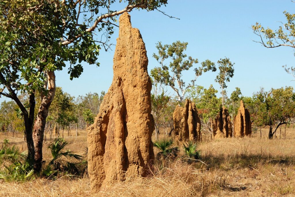 Pre-construction termite treatment Perth